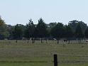 040-Cows