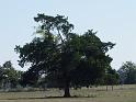 041-Tree