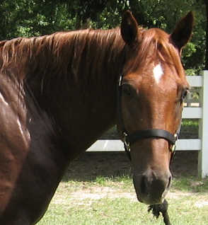 Quaterhorses