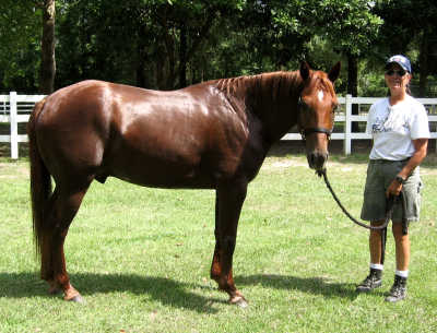 Lee the quater horse