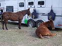 094-Mules