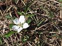 117-Wildflower