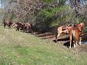 MCTRA-Warm-Up-Ride-1-14-2012-040