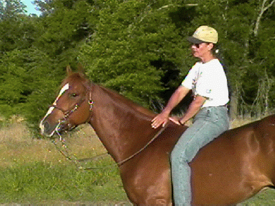CrioSomerville.gif (80409 bytes)