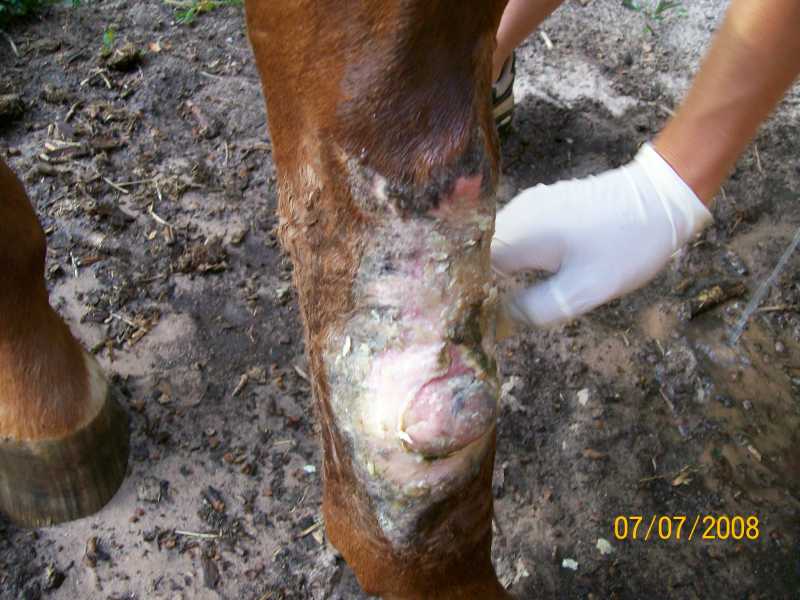 Radar Rescue Horse