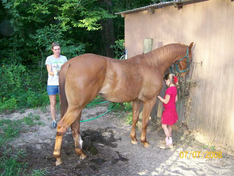 Radar Rescue Horse