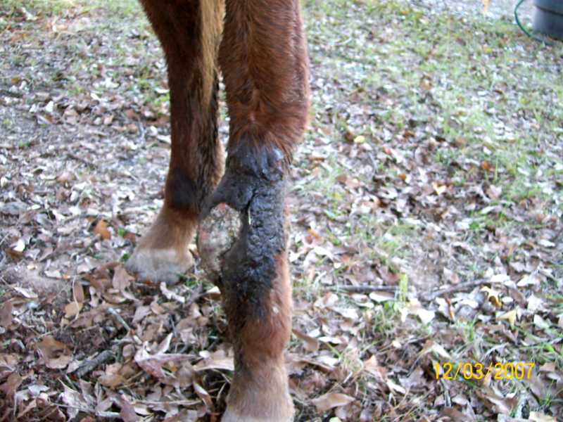 Radar Rescue Horse
