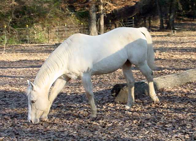 horse rehabilitation
