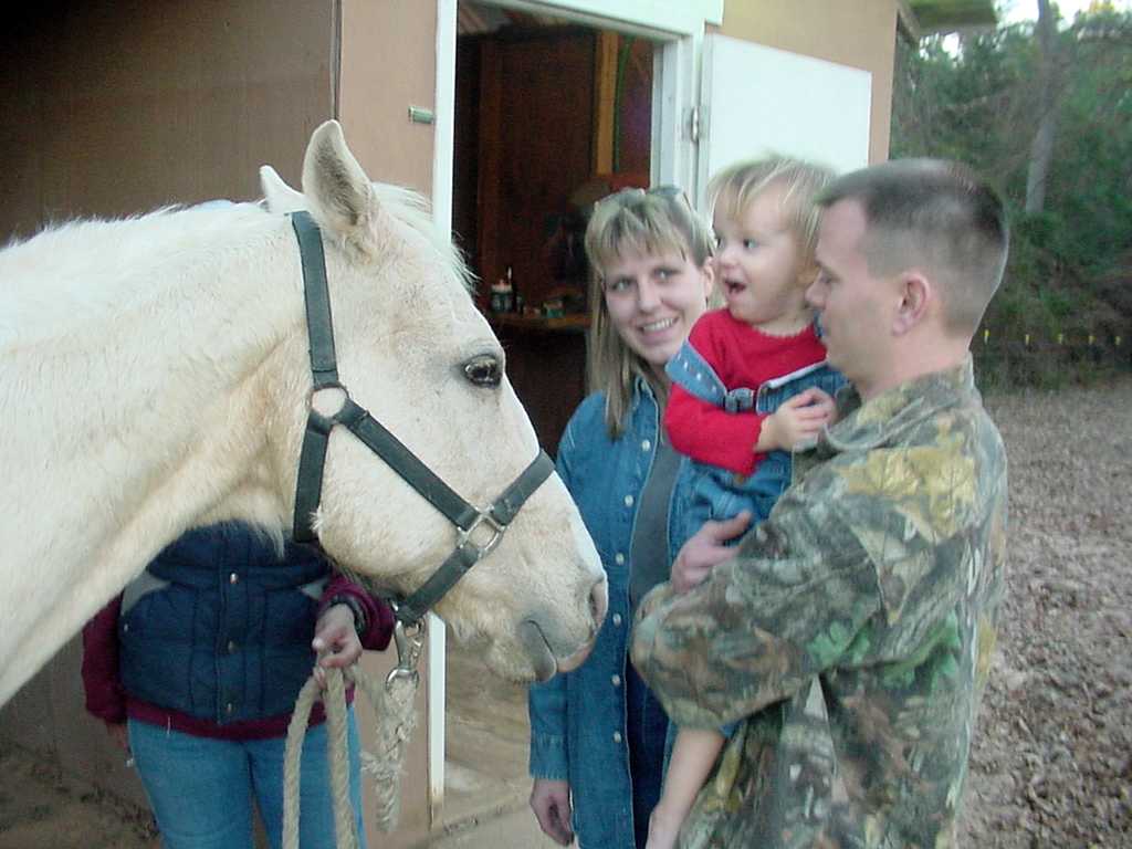 horse rehabilitation