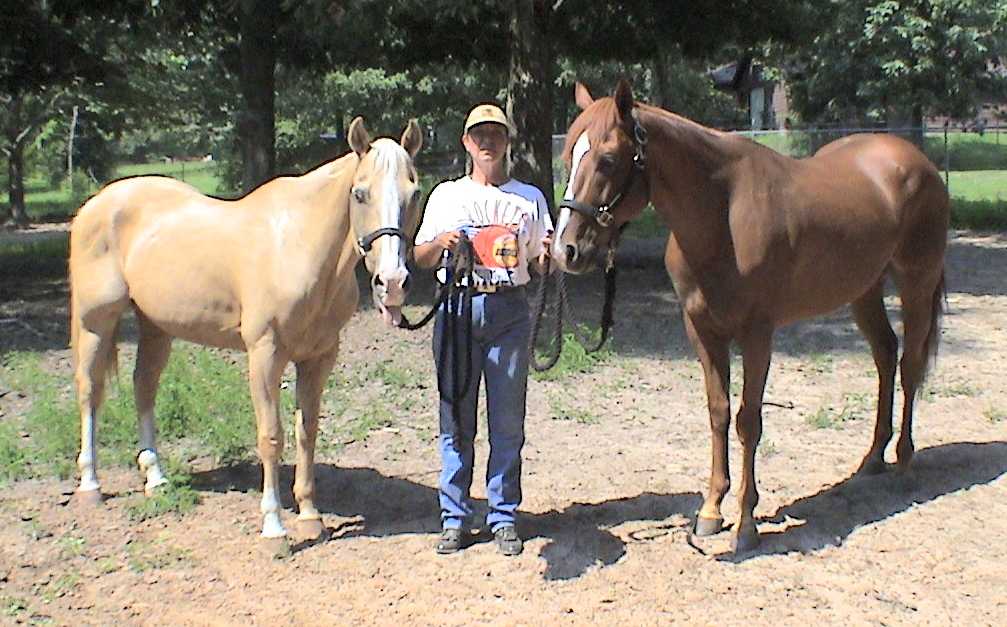 horse rehabilitation
