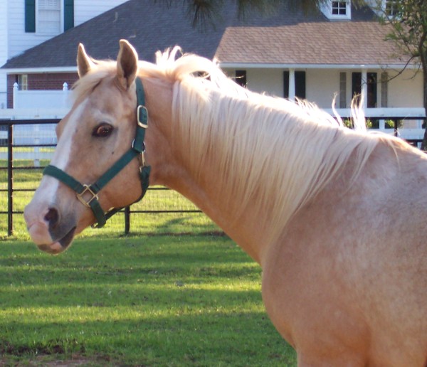 horse rehabilitation lesson